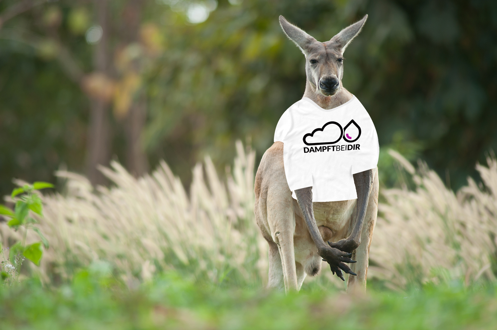 Känguru trägt ein weißes T-Shirt mit dem Dampftbeidir Logo